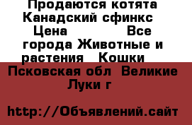 Продаются котята Канадский сфинкс › Цена ­ 15 000 - Все города Животные и растения » Кошки   . Псковская обл.,Великие Луки г.